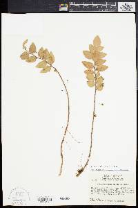 Sphyrospermum buxifolium image