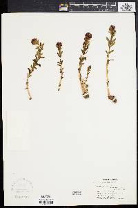 Sedum polygamum image