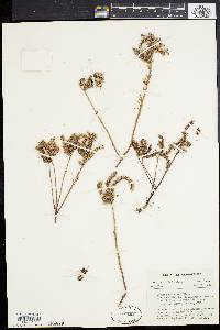 Sedum pulchellum image