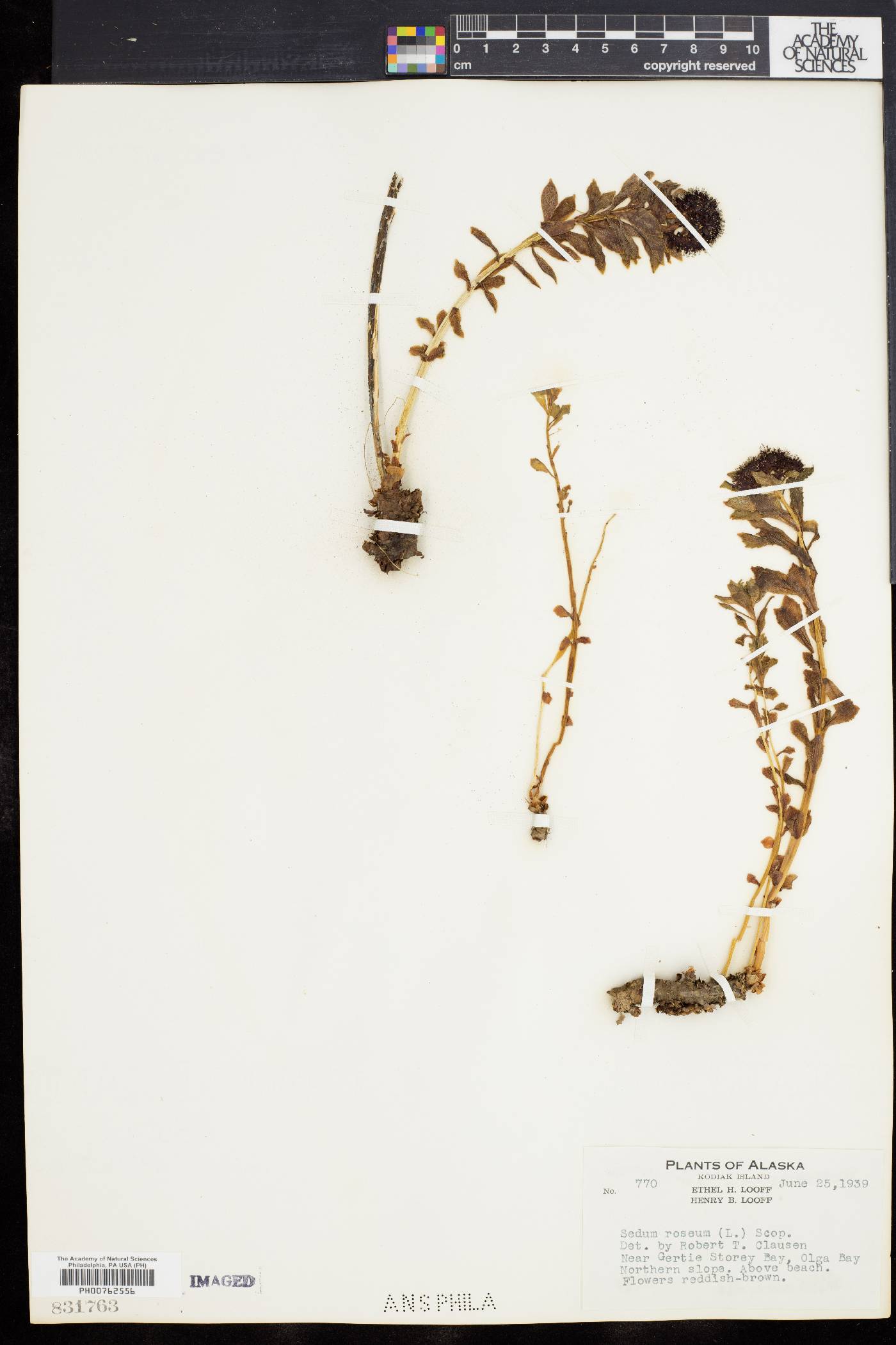 Sedum roseum image