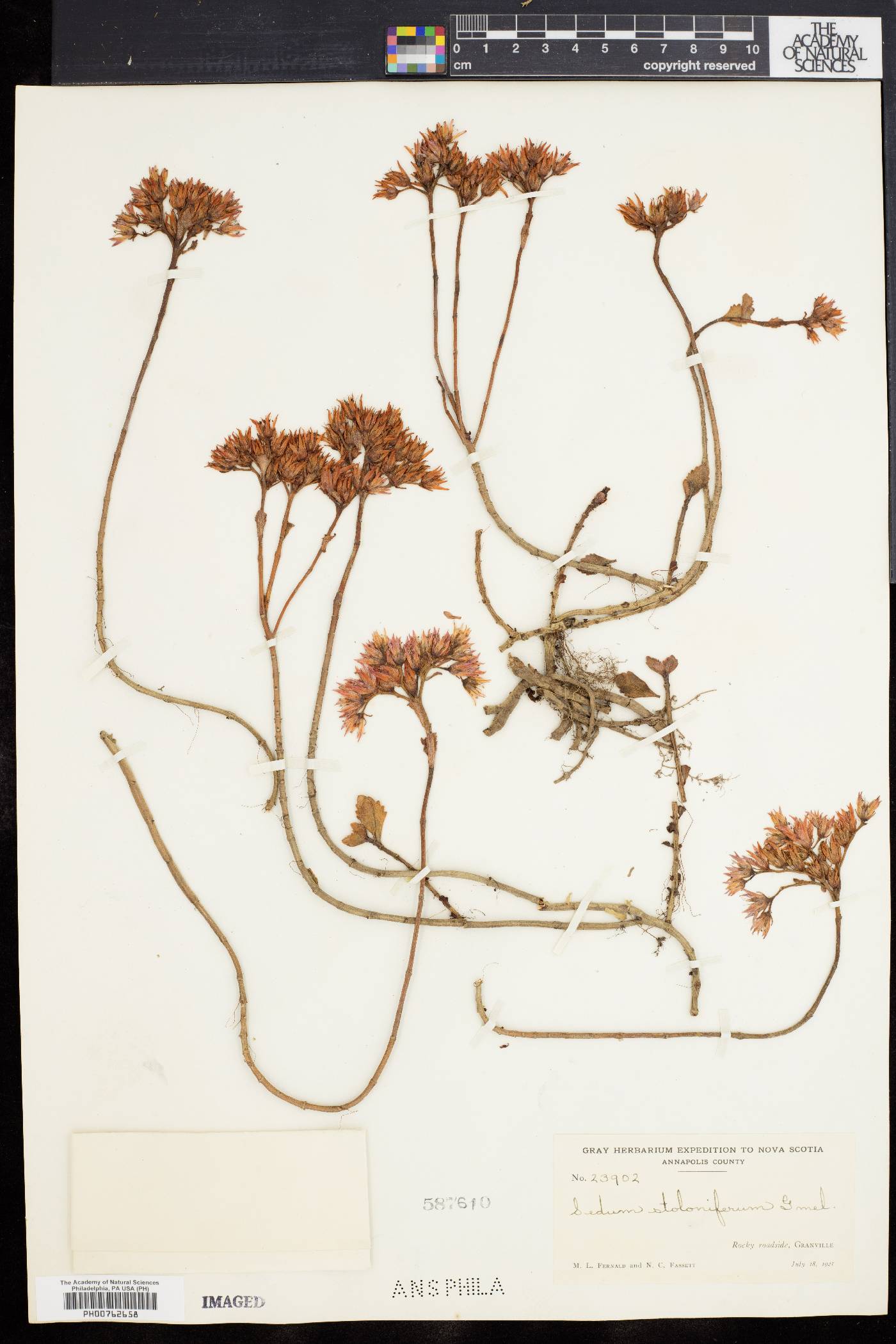 Sedum stoloniferum image