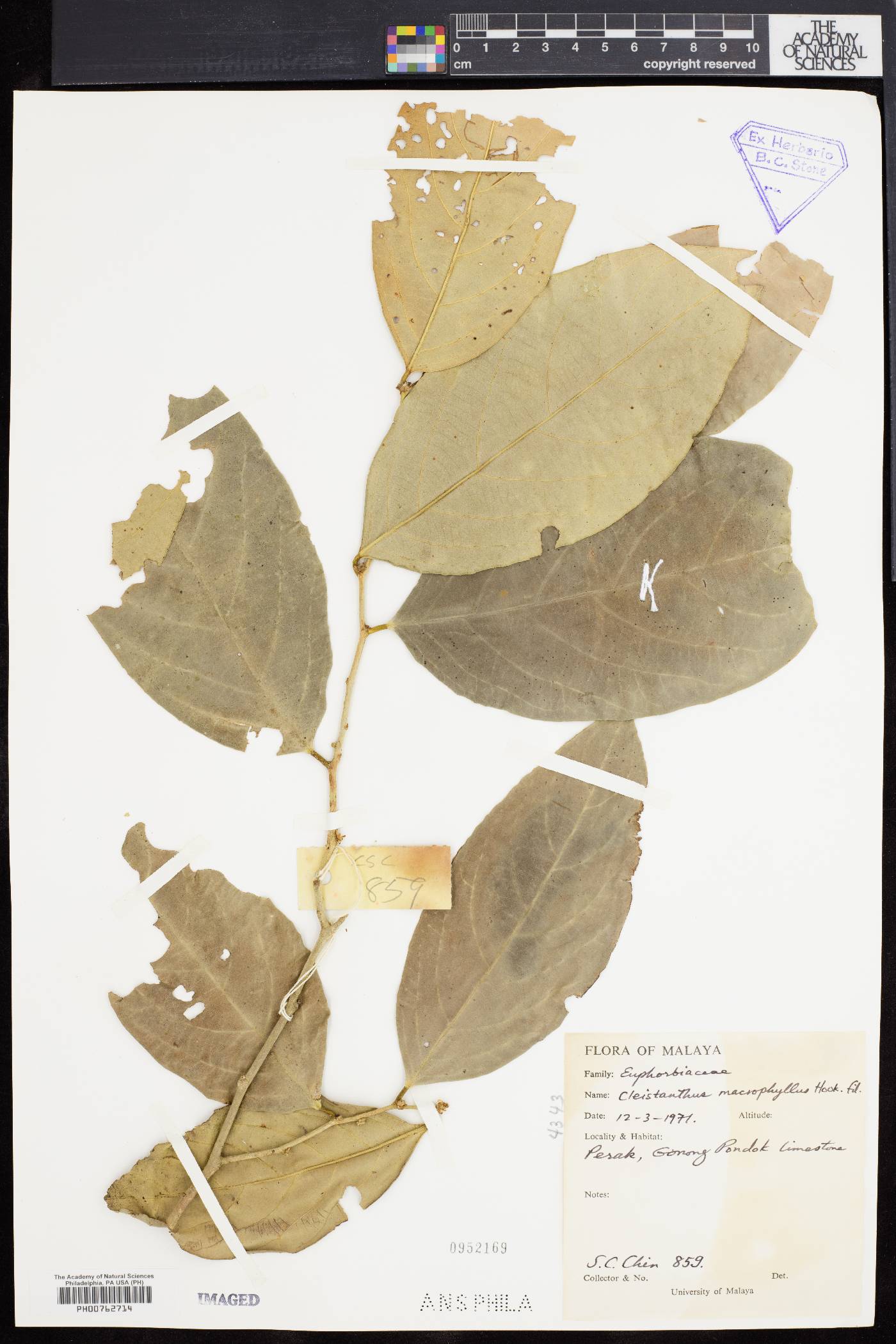 Cleistanthus macrophyllus image