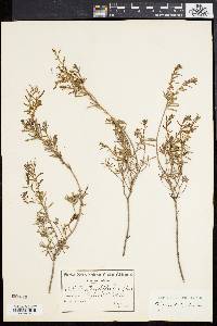 Clutia polifolia image