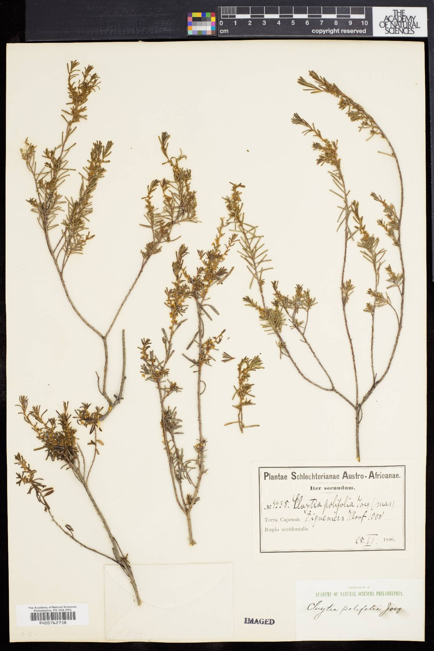 Clutia polifolia image