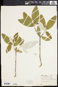 Croton alabamensis image