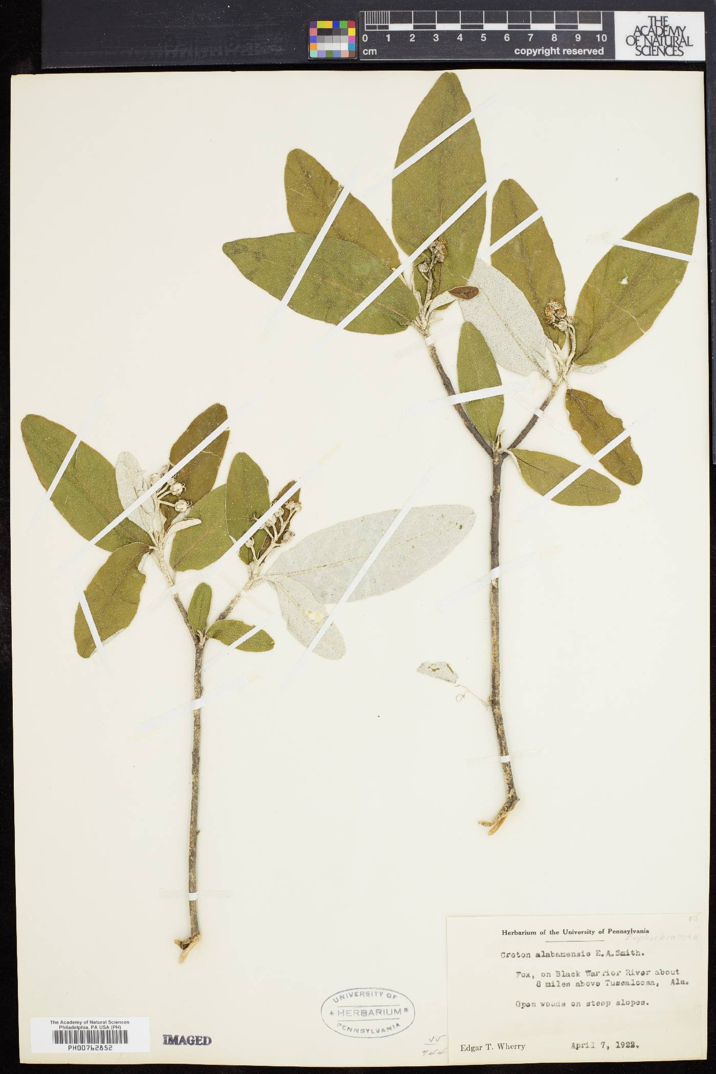 Croton alabamensis image