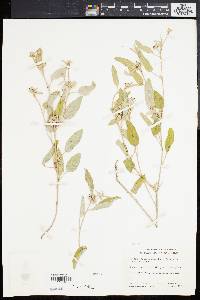 Croton californicus image