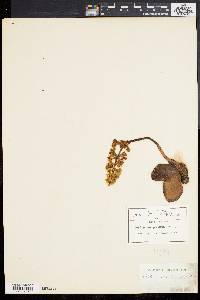 Sedum praealtum image