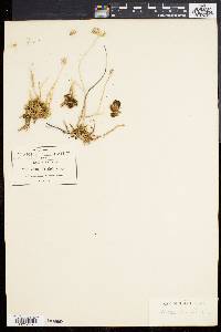 Sedum wrightii image
