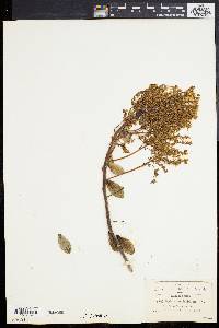 Sedum dendroideum image