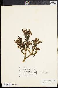 Sedum oxypetalum image