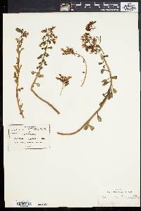 Sedum oxypetalum image