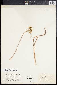 Petrosedum sediforme subsp. sediforme image