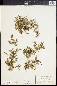 Sedum acre image