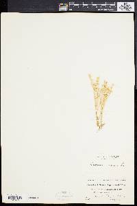 Sedum acre image