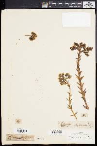 Petrosedum sediforme subsp. sediforme image