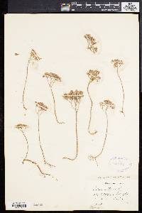 Sedum album image