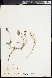 Sedum asiaticum image