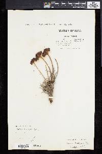 Sedum asiaticum image
