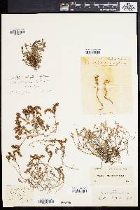 Sedum anglicum image