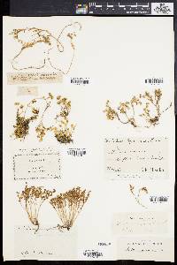 Sedum annuum image