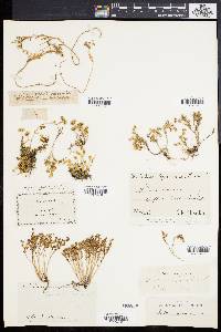 Sedum annuum image