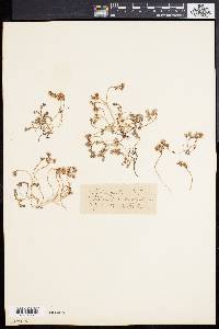 Sedum anglicum image