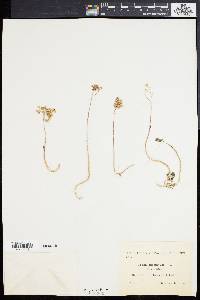 Sedum album image