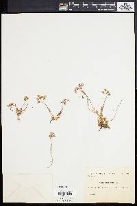 Sedum hirsutum image