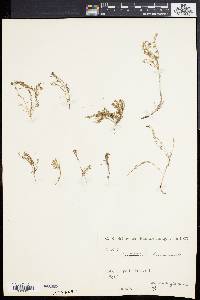 Sedum hispanicum image
