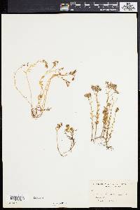 Sedum hispanicum image