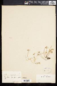 Sedum hispanicum image