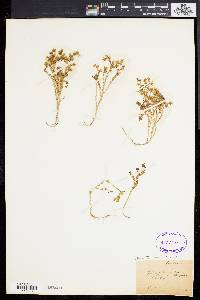 Sedum sexangulare image