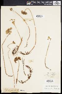 Sedum reflexum image