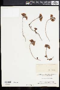 Phedimus spurius image