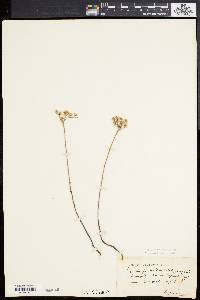 Sedum reflexum image
