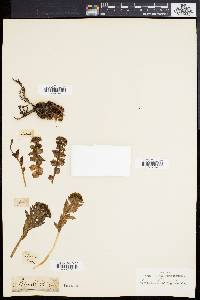 Rhodiola rosea image