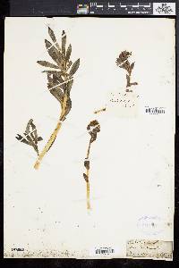 Sedum radiatum image