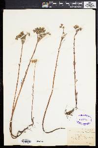Sedum reflexum image