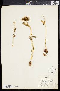 Sedum rosea image