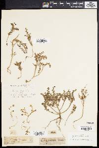 Sedum rubens image