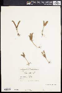 Sedum rubens image
