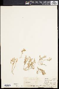 Sedum rupestre image