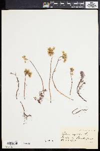 Sedum rupestre image