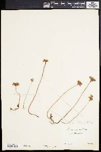 Sedum rupestre image
