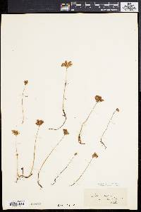 Sedum rupestre image