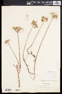 Sedum rupestre image