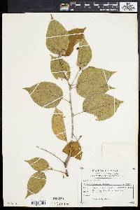 Croton flavescens image