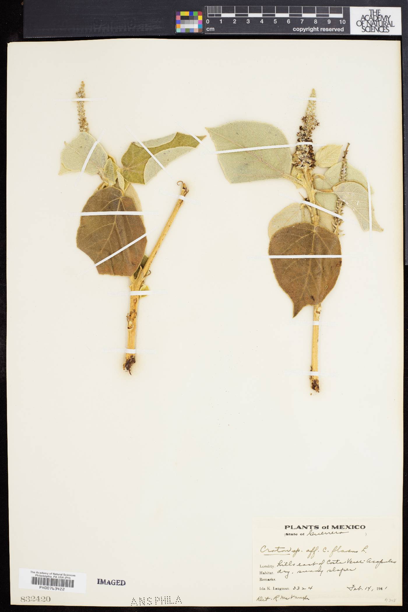 Croton flavens image
