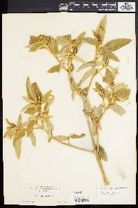 Croton flavens image